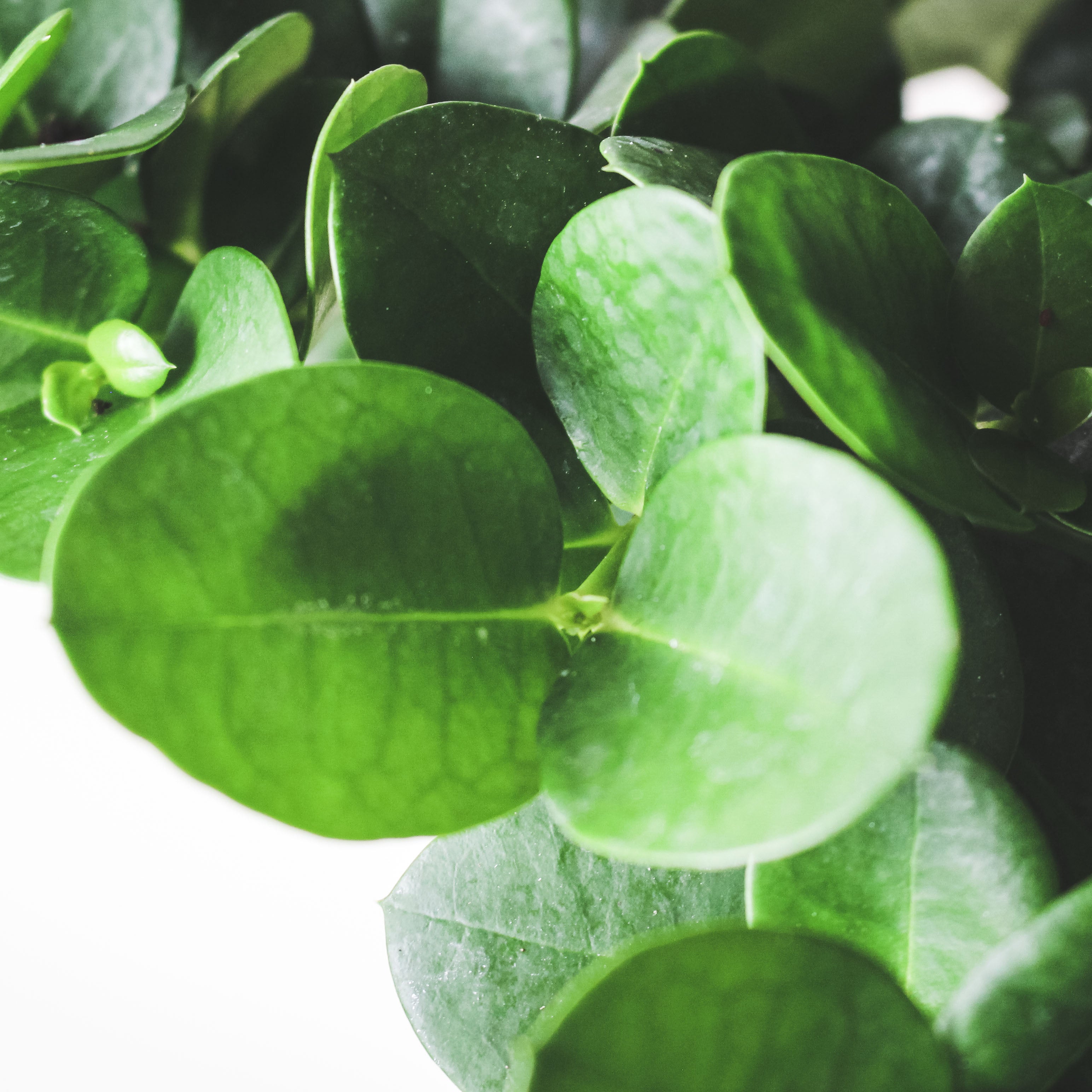 美國櫻桃 | 維他命C寶庫 | 卡利撒 | 陽光植物