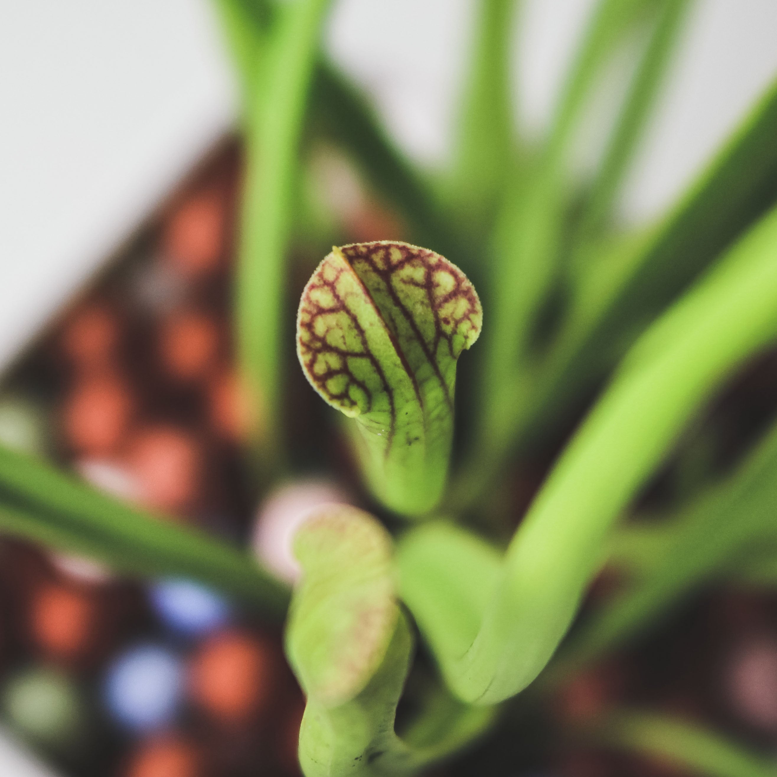 櫻紅瓶子草 | 美國瓶子草 | 食蟲植物 | 室內植物