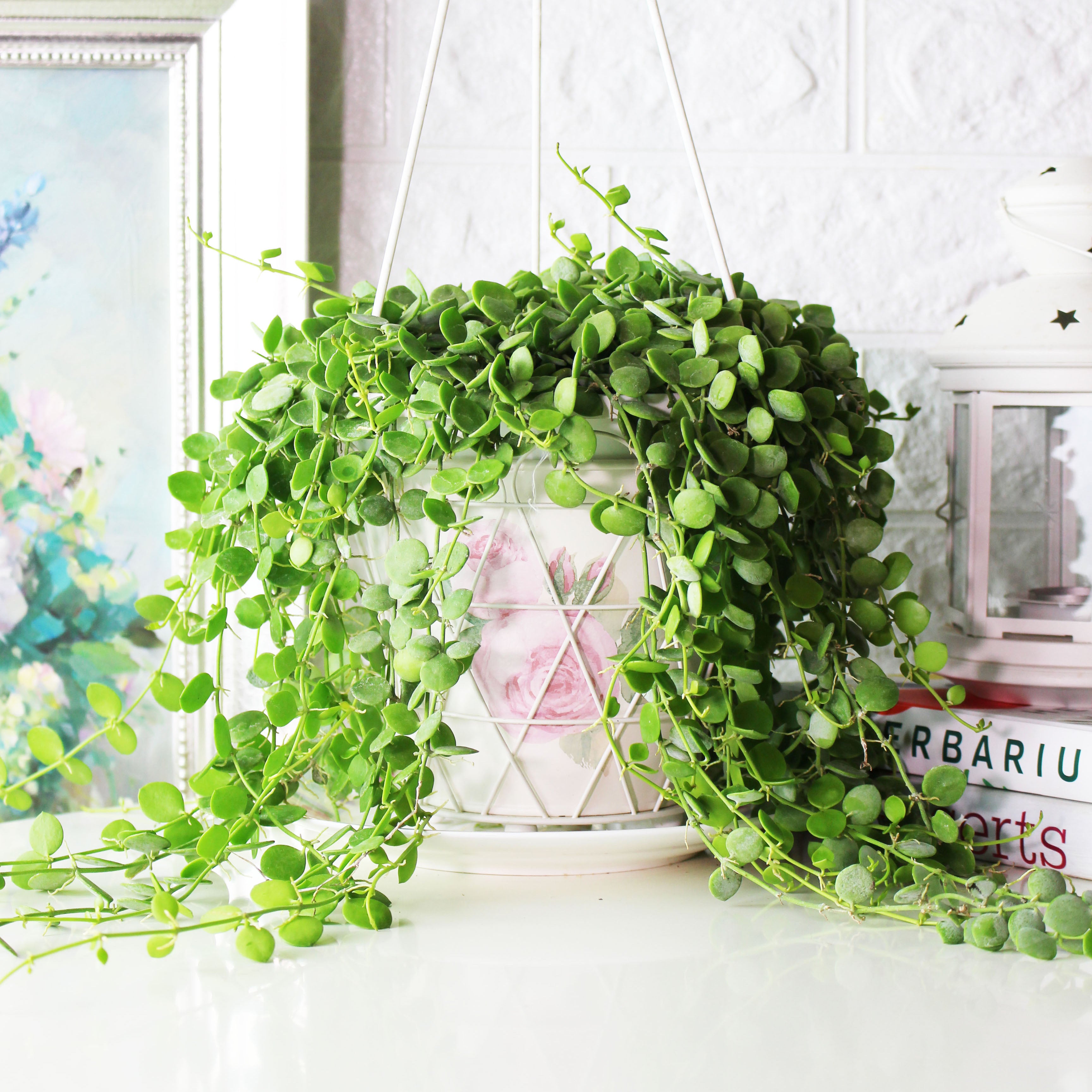 串錢藤盆栽|鈕扣玉藤|綠太鼓