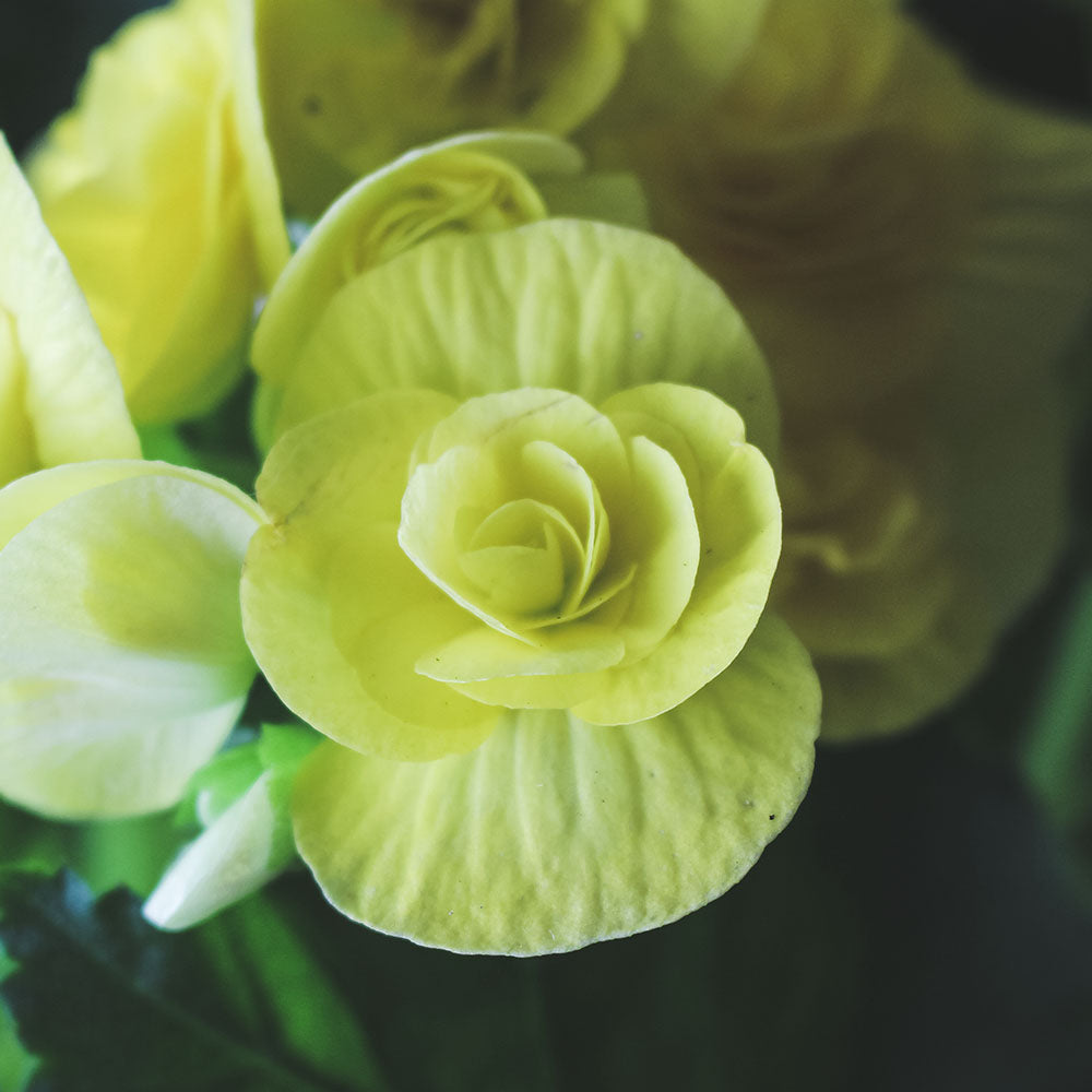 麗格海棠 | 開花量大 | 玫瑰海棠|陽光植物|花色隨機出貨