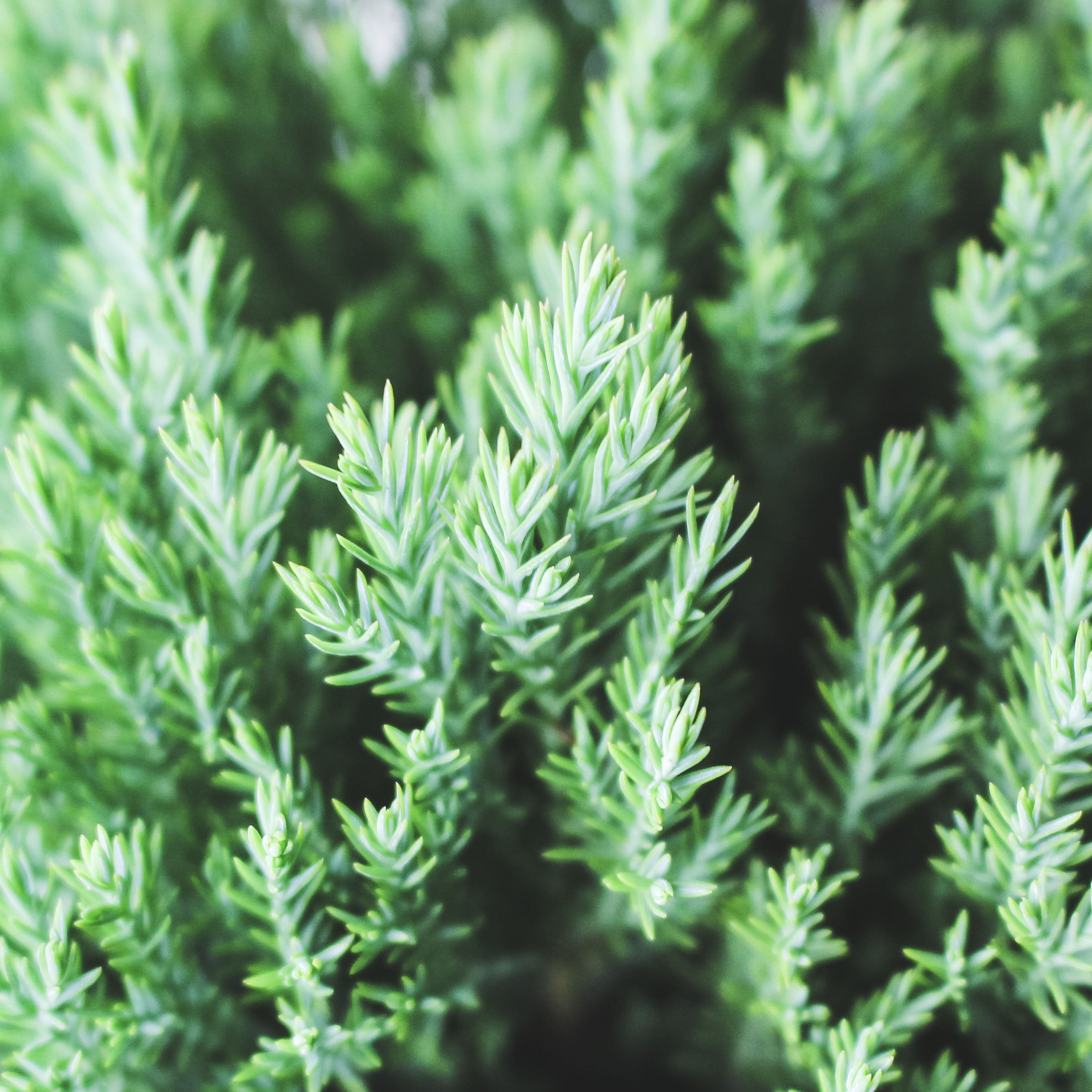 圓柏 | 圓潤的形態 | 陽光植物