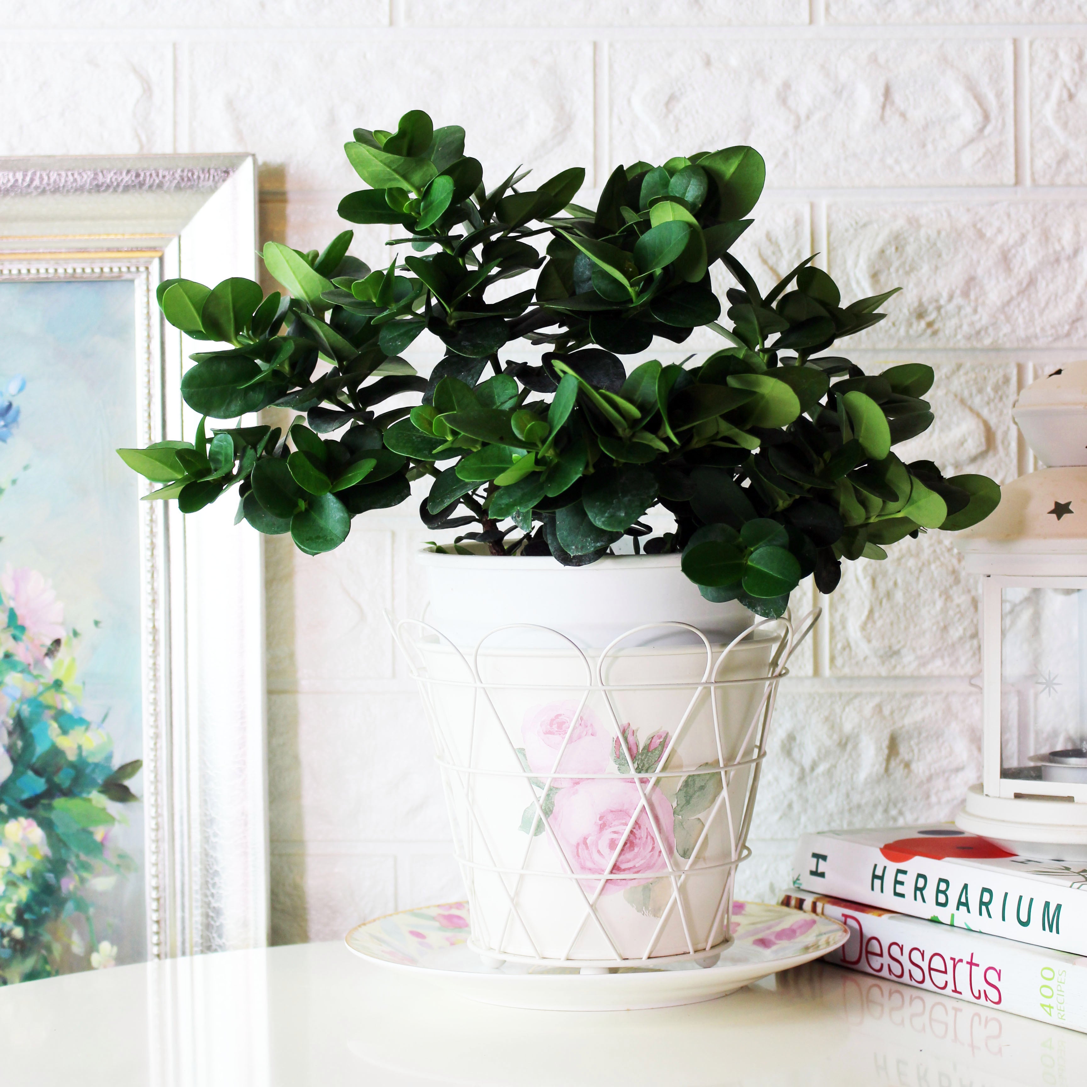 美國櫻桃 | 維他命C寶庫 | 卡利撒 | 陽光植物