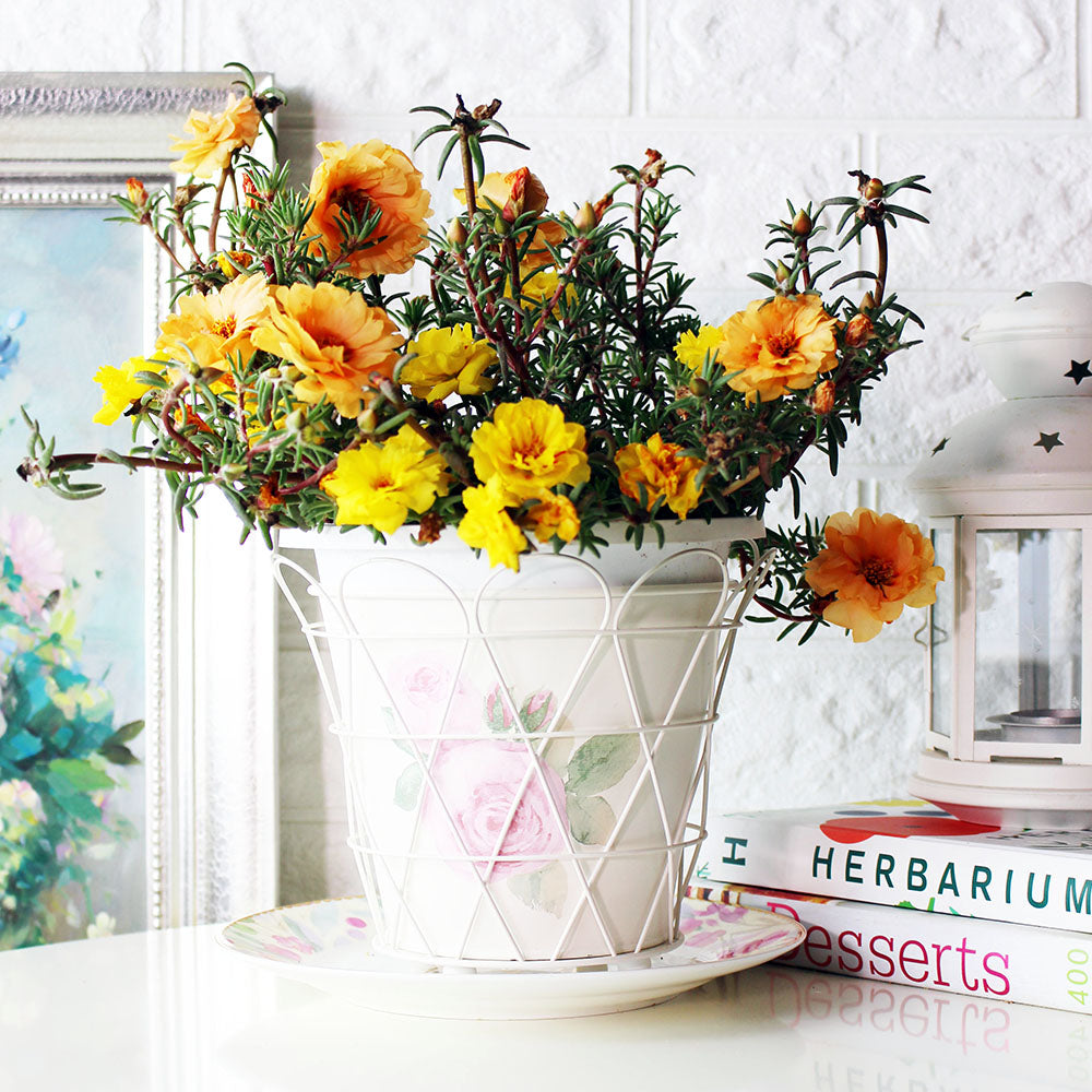 松葉牡丹 | 現貨為混和色 | 以白色、粉色系為主 | 陽光植物