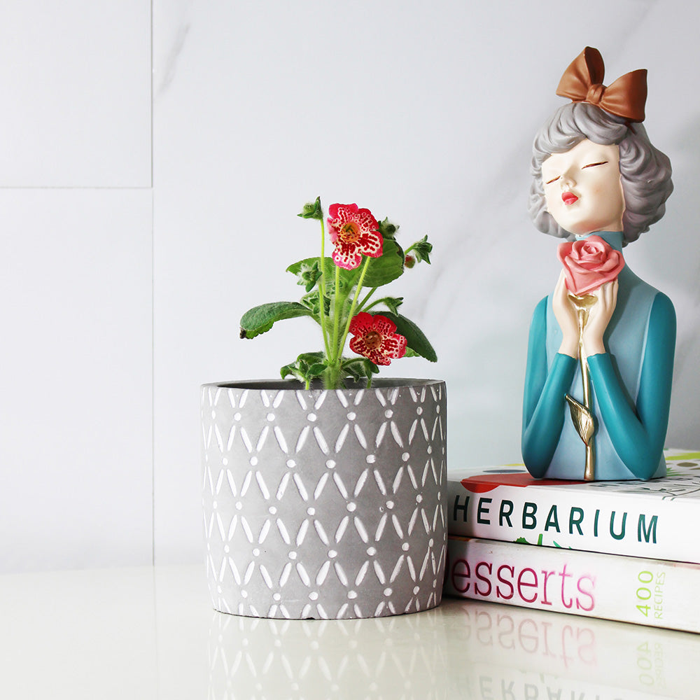 花貓 | 艷斑苣苔 | 開花後可放室內 | 室內植物