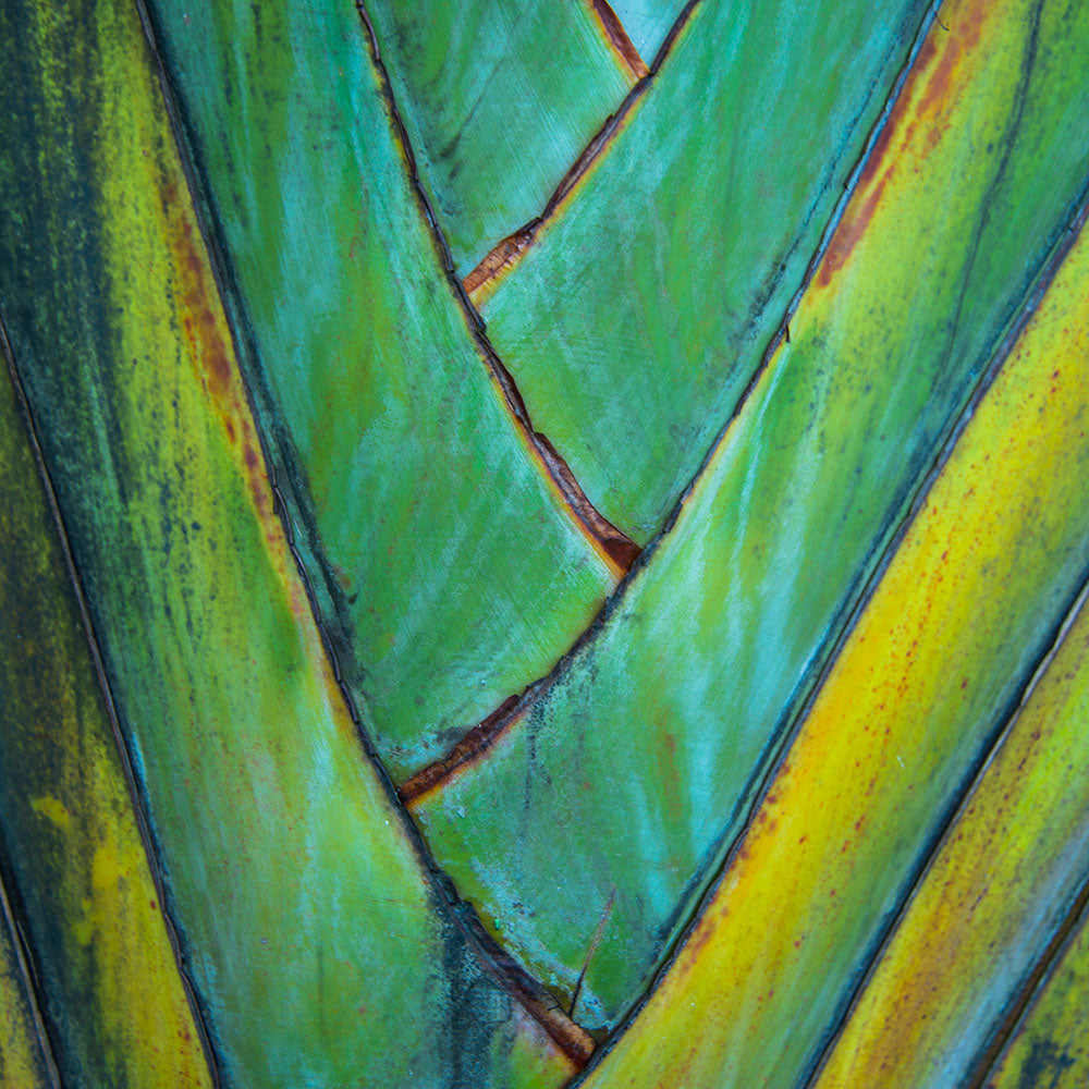 旅人蕉 | 富貴的象徵 | 室內植物