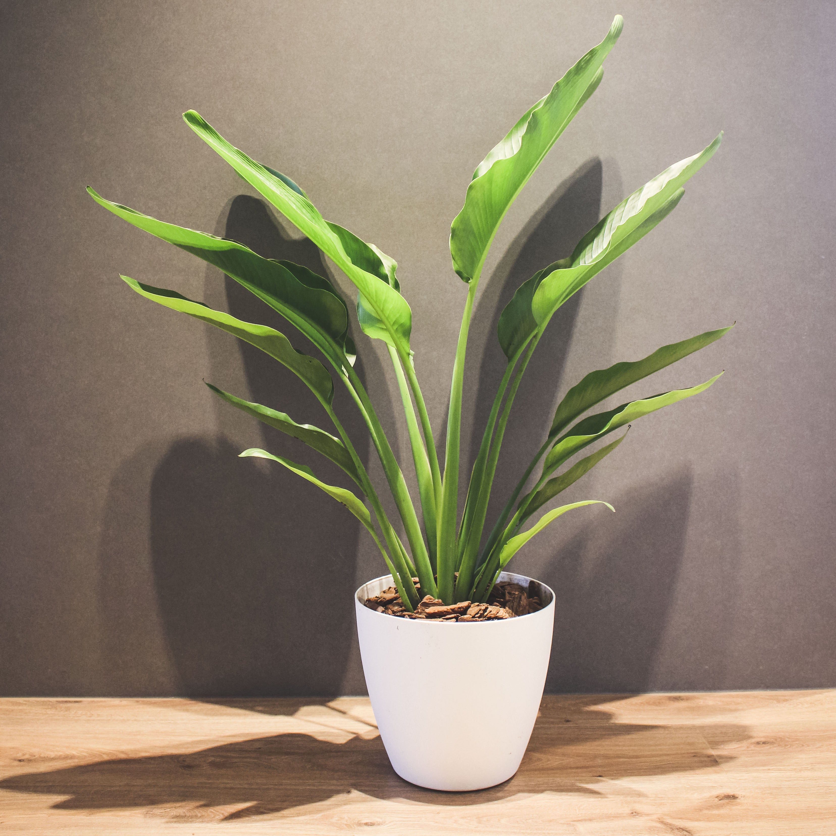 旅人蕉 | 富貴的象徵 | 室內植物