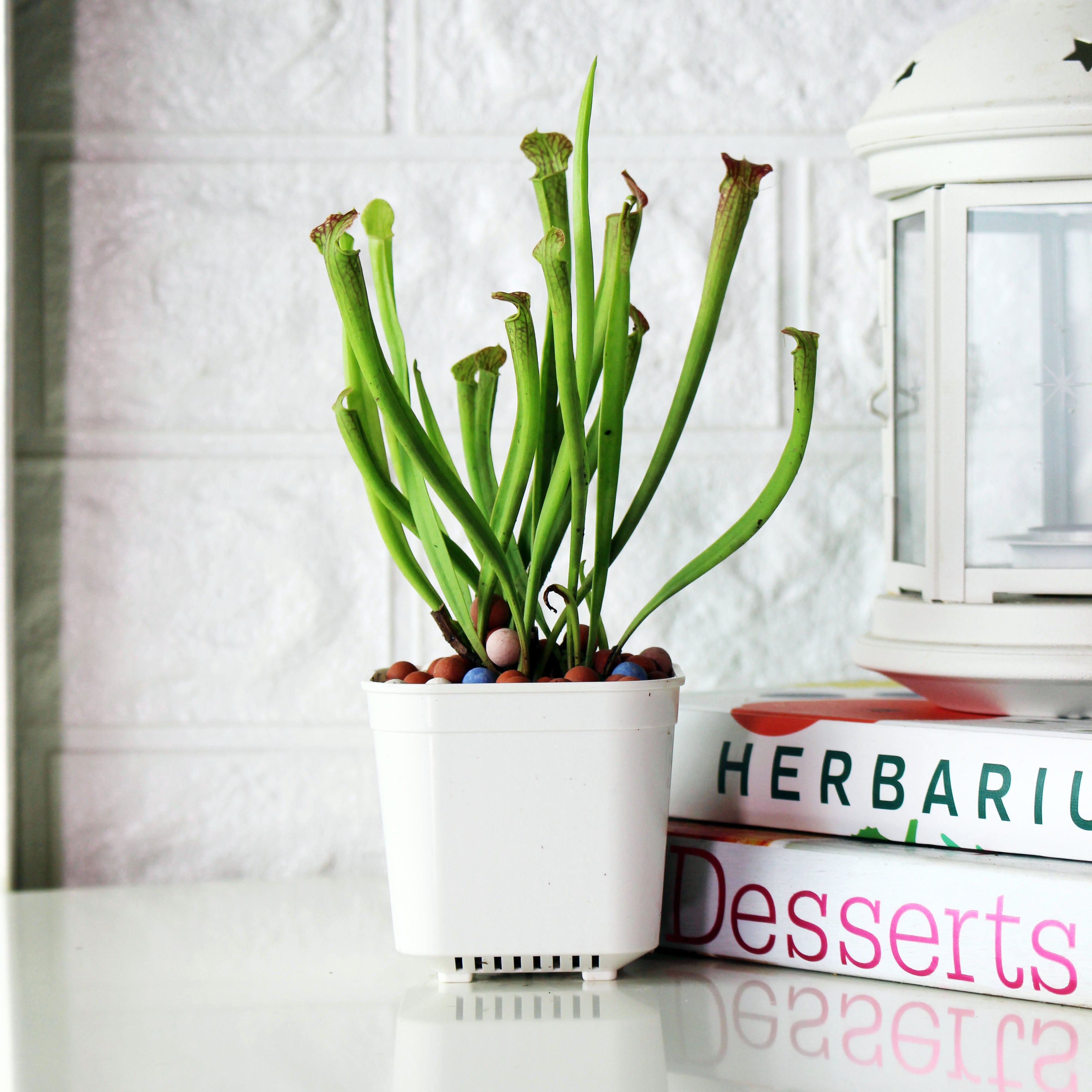 櫻紅瓶子草 | 美國瓶子草 | 食蟲植物 | 室內植物