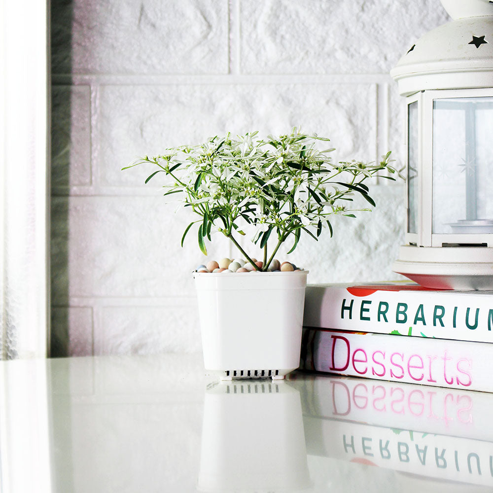 白雪木盆栽|聖誕節必備|陽光植物