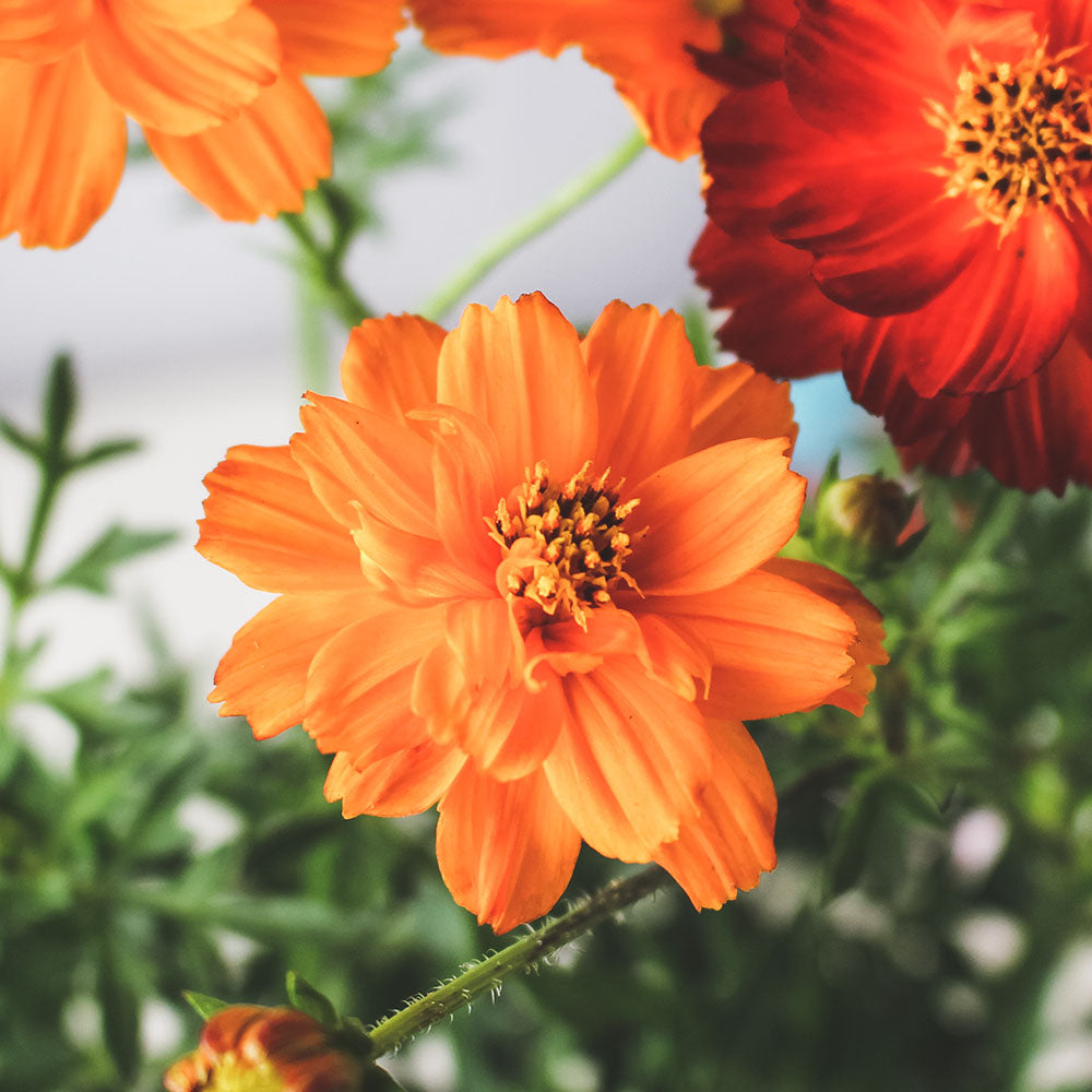 波斯菊 | 大花波斯菊 | 好照顧 | 陽光植物