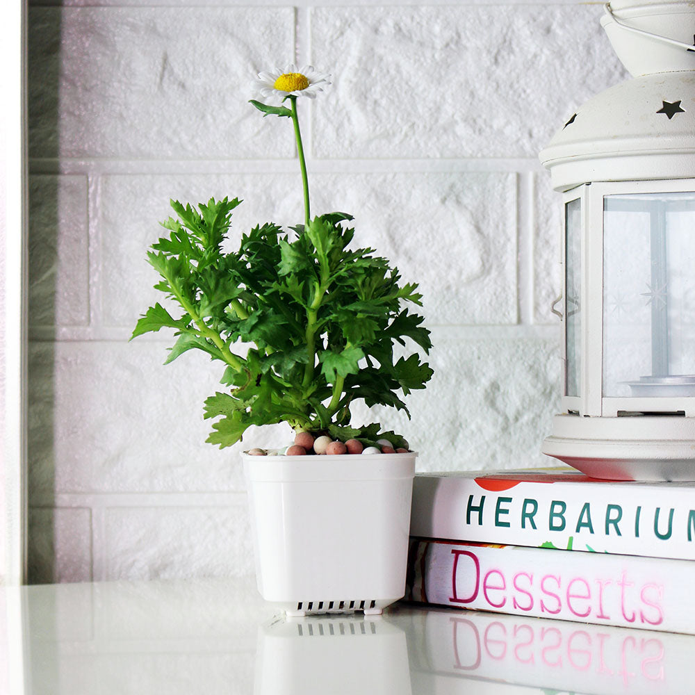 白晶菊 | 雛菊般的小花朵 | 陽光植物