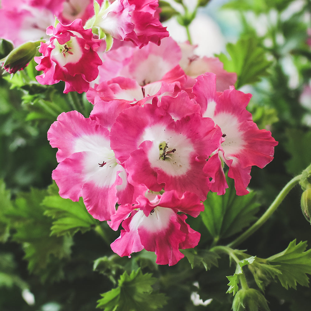 星光天竺葵 | 馬蹄紋天竺葵 | 食用花 | 已開花 | 花色隨機出貨 | 陽光植物