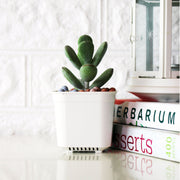 手指餅乾 | 拇指的葉片| 模樣討喜 | 多肉植物 | 陽光植物