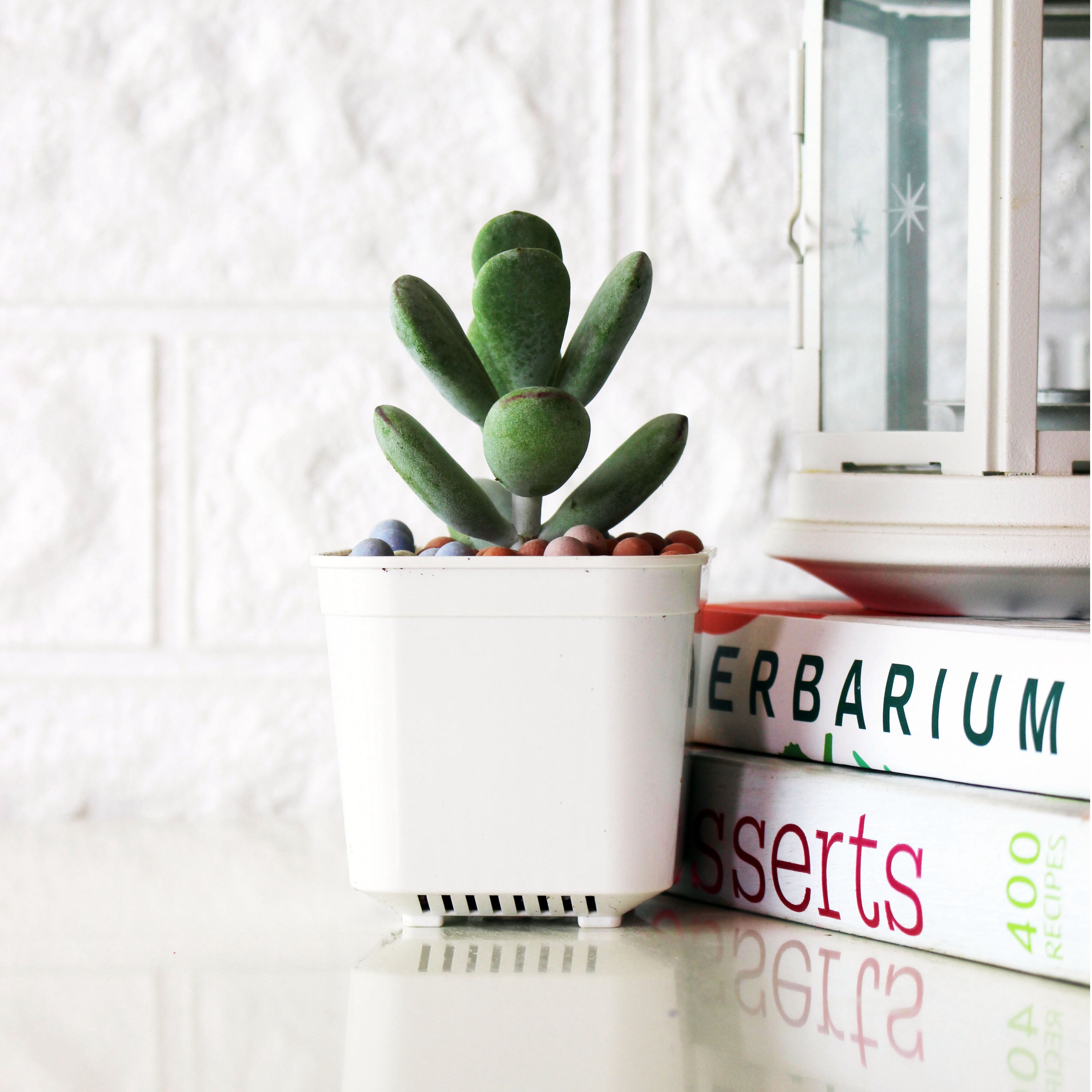 手指餅乾 | 拇指的葉片| 模樣討喜 | 多肉植物 | 陽光植物