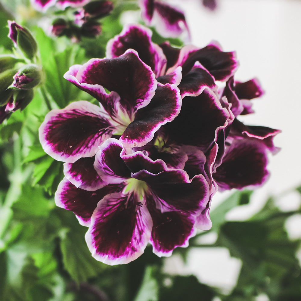 星光天竺葵 | 馬蹄紋天竺葵 | 食用花 | 已開花 | 花色隨機出貨 | 陽光植物