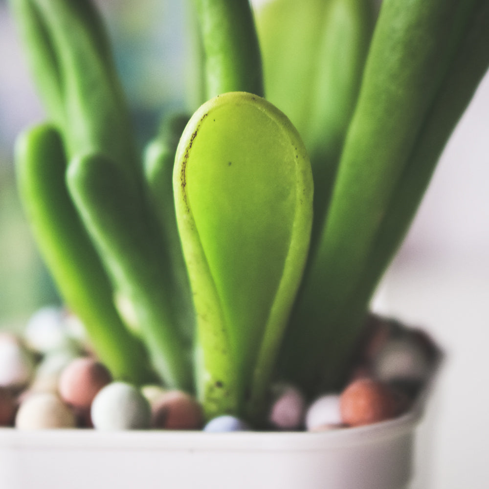 史迪奇多肉盆栽(附彩色陶粒)