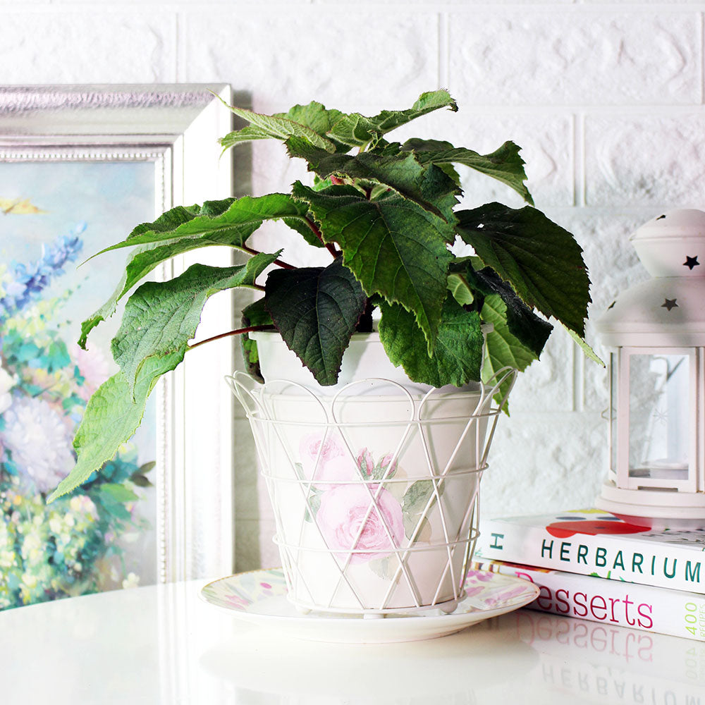 奇異果 | 吉利果 | 果實香甜且果形碩大 | 陽光植物