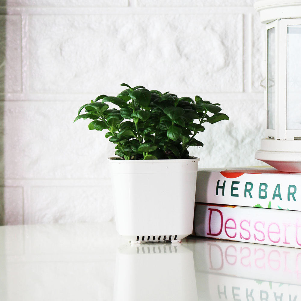 彈簧草 | 黑美人 | 室內植物