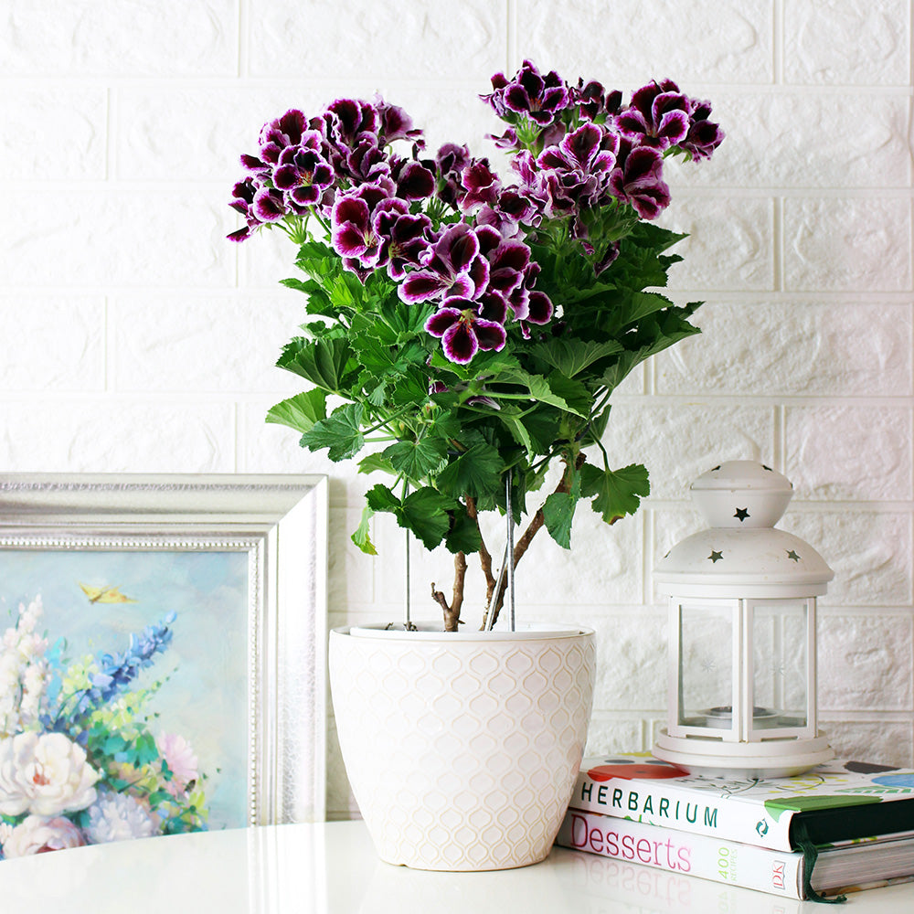 星光天竺葵 | 馬蹄紋天竺葵 | 食用花 | 已開花 | 花色隨機出貨 | 陽光植物