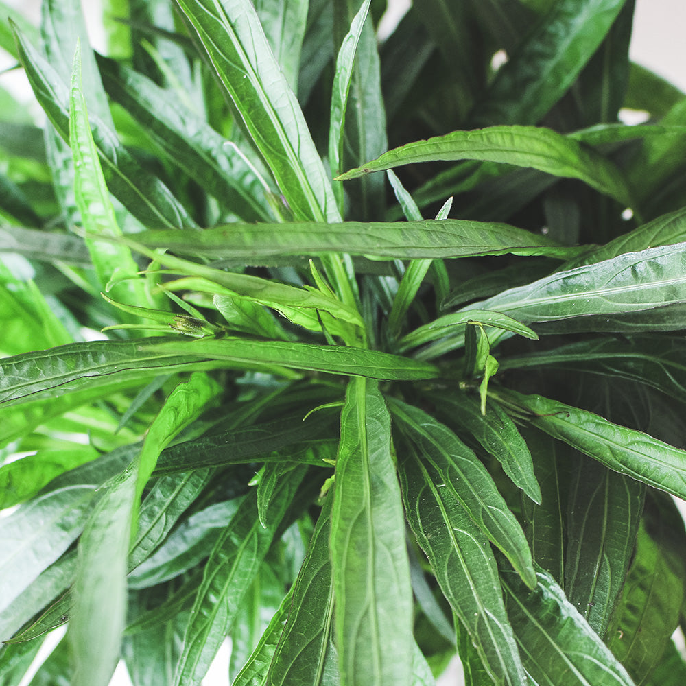 翠蘆莉盆栽 | 全年開花 | 陽光植物