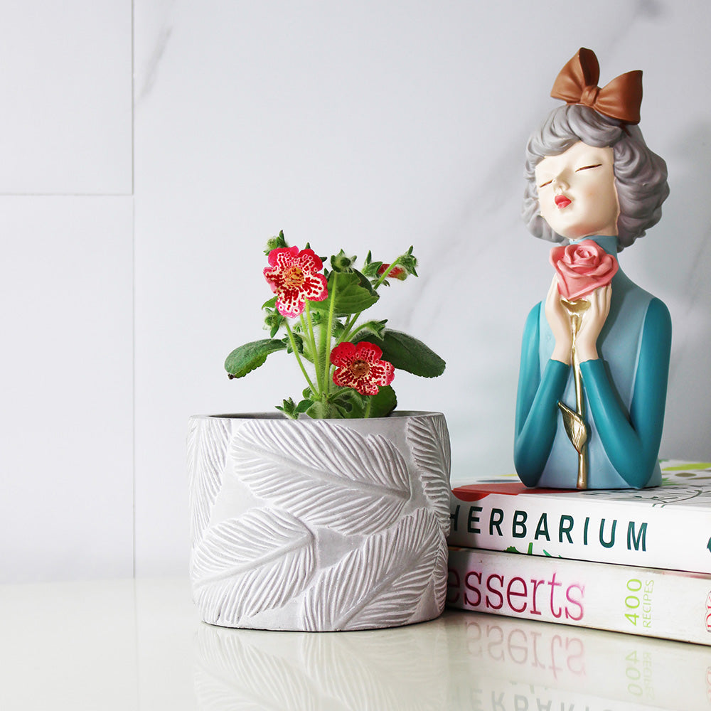 花貓 | 艷斑苣苔 | 開花後可放室內 | 室內植物