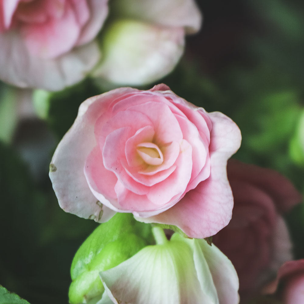麗格海棠 | 開花量大 | 玫瑰海棠|陽光植物|花色隨機出貨