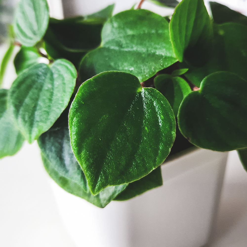 心葉椒草 | 雨滴椒草 | 去除甲醛 | 室內植物