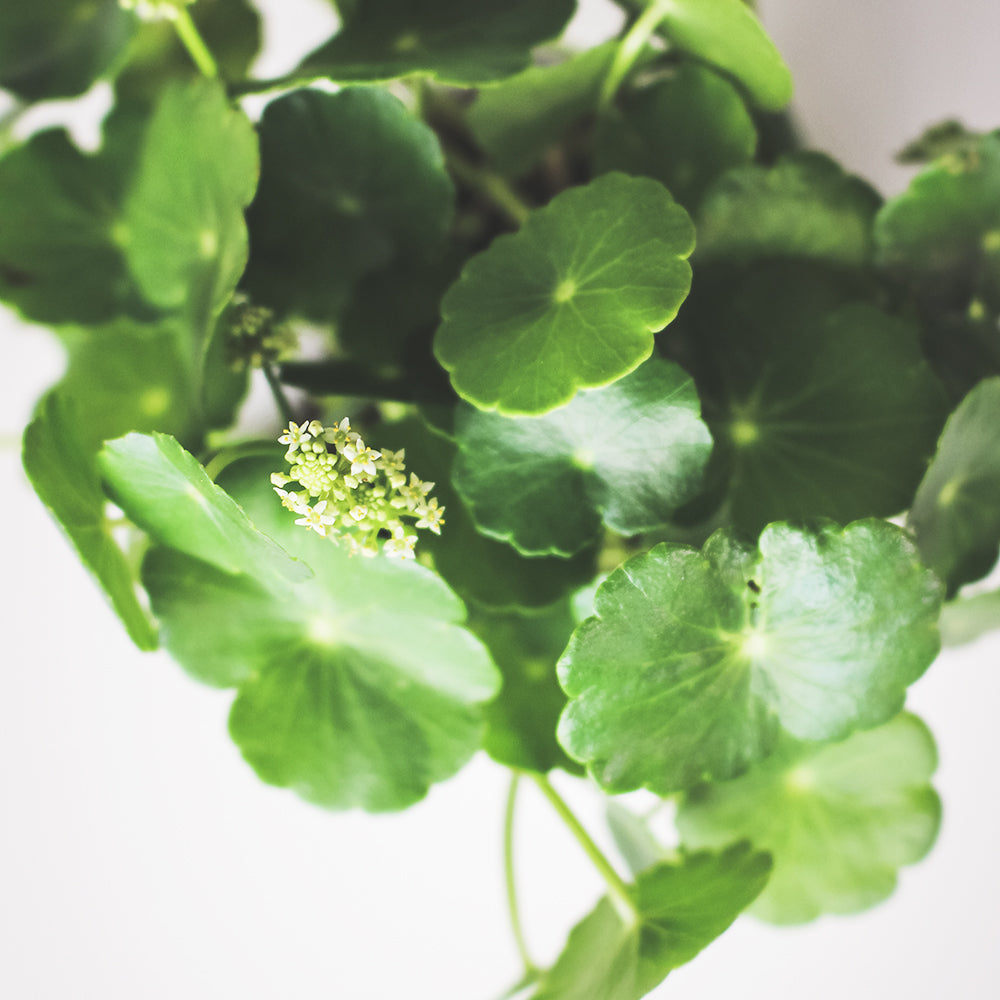 圓幣草 | 銅錢草 | 水陸生植物 | 陽光植物