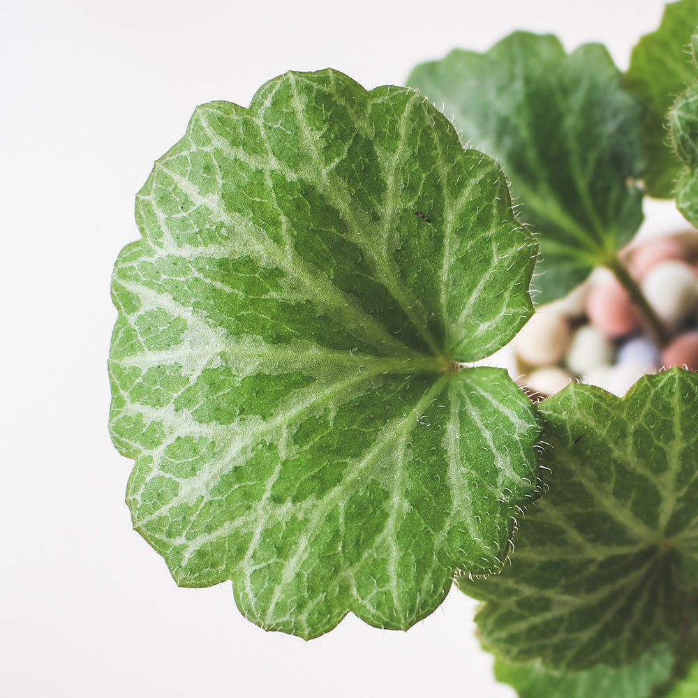 虎耳草 | 石荷葉 | 金線吊芙蓉 | 陽光植物