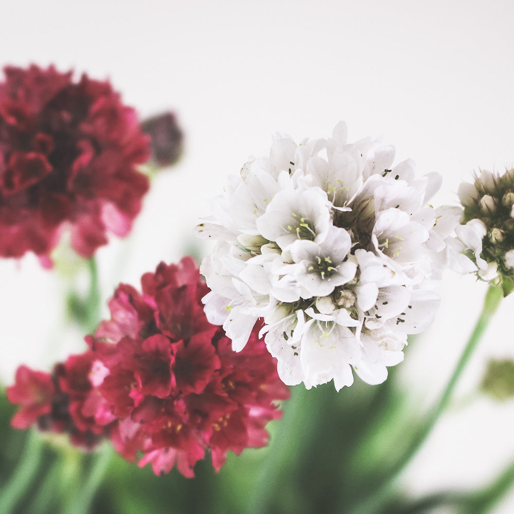 海石竹盆栽 | 桃花釵 | 細葉品種 | 陽光植物