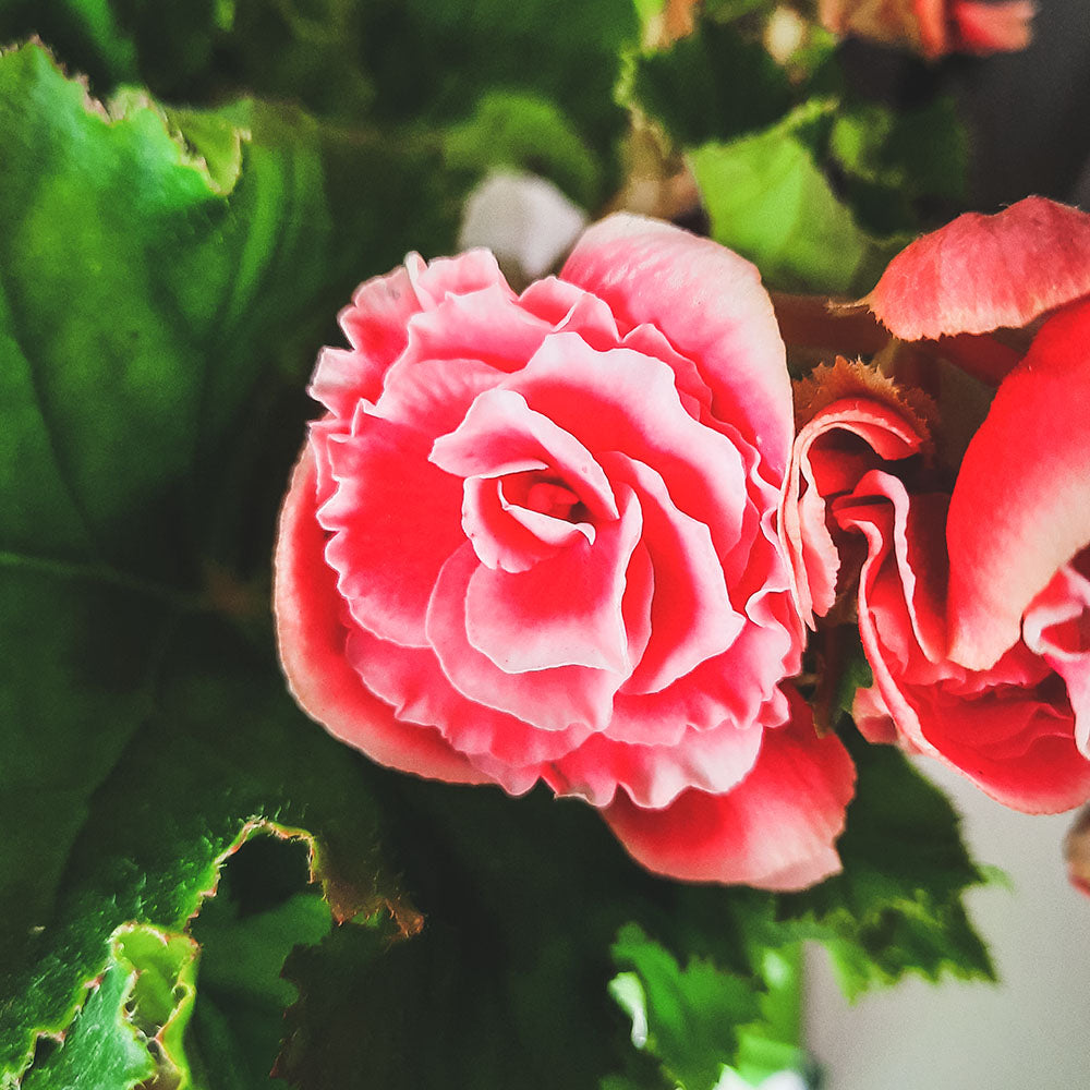 麗格海棠 | 開花量大 | 玫瑰海棠|陽光植物|花色隨機出貨