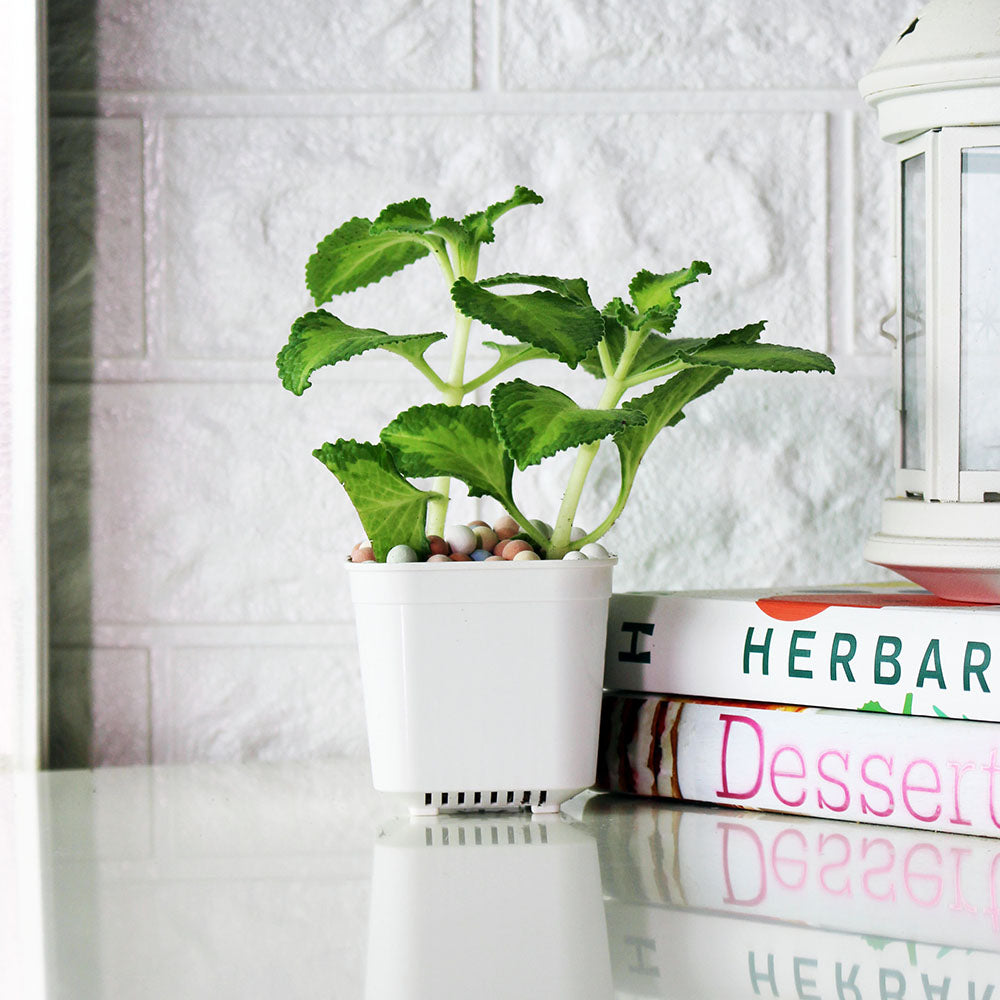 黃金左手香 | 黃綠色的斑紋 | 陽光植物