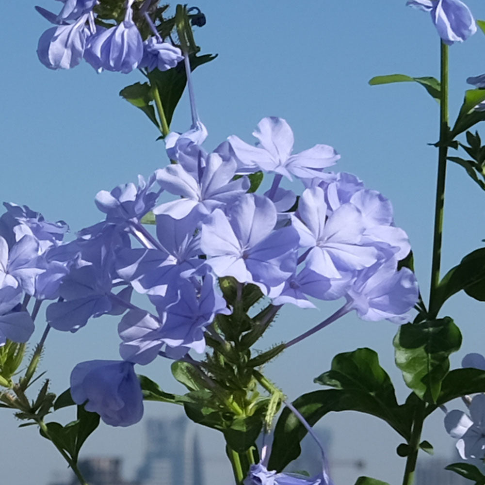 藍雪花 | 藍花丹 | 陽光植物 | 好照顧
