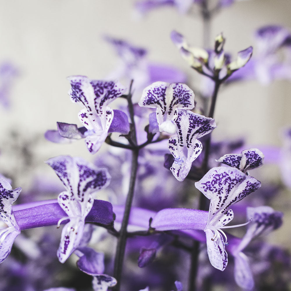 紫鳳凰 | 夢娜薰衣草 | 幾乎全年開花| 陽光植物