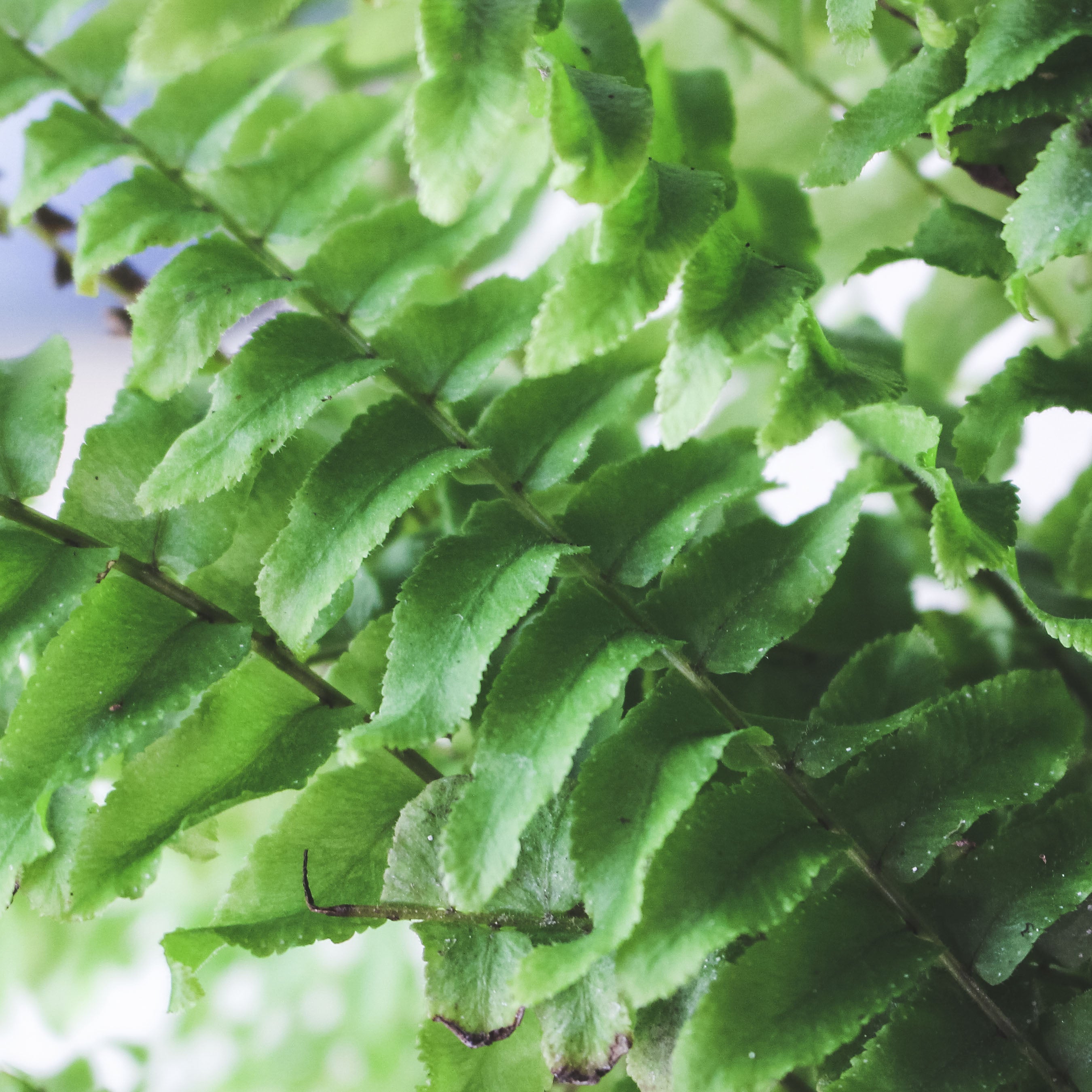 波士頓腎蕨 | 蕨類植物 | 室內植物 | 淨化甲醛