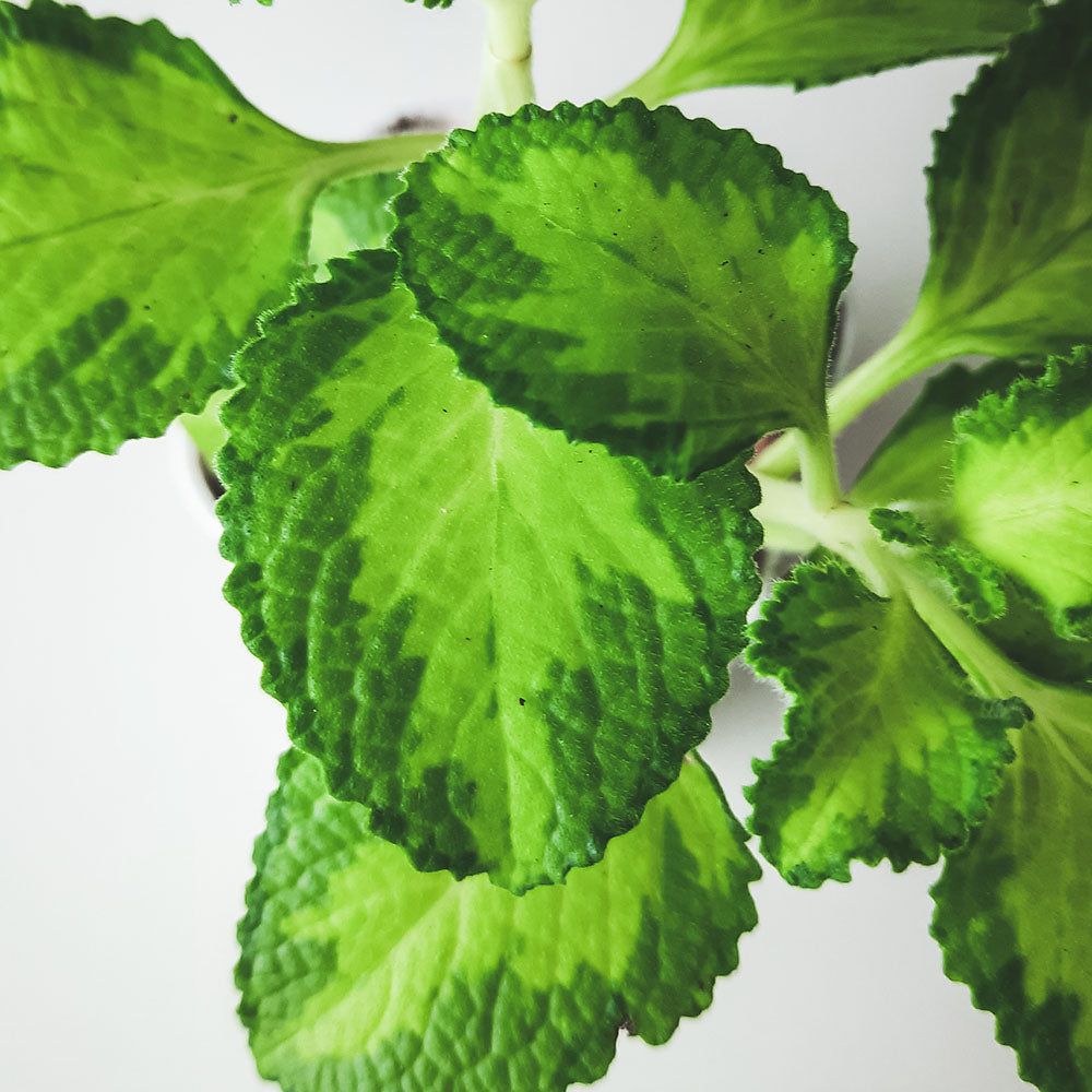 黃金左手香 | 黃綠色的斑紋 | 陽光植物