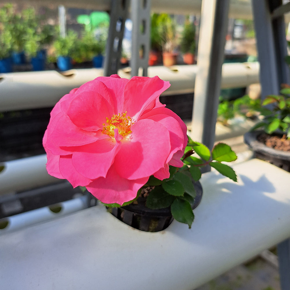 烏拉拉玫瑰 | 水耕 | 容易開花的品種 | 無土栽培 | 陽光植物