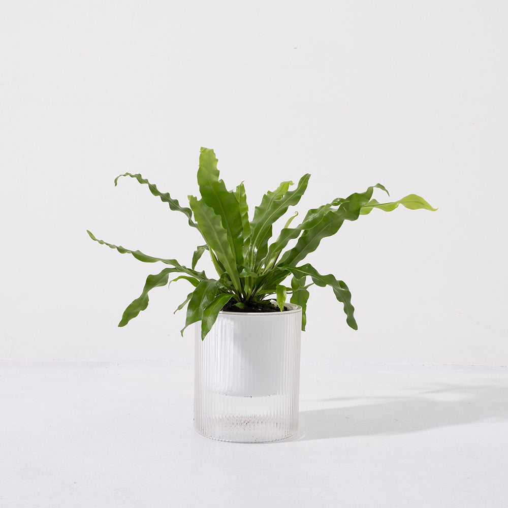 山蘇蕨類 | 空氣淨化、台灣原生植物 | 森林有塊田