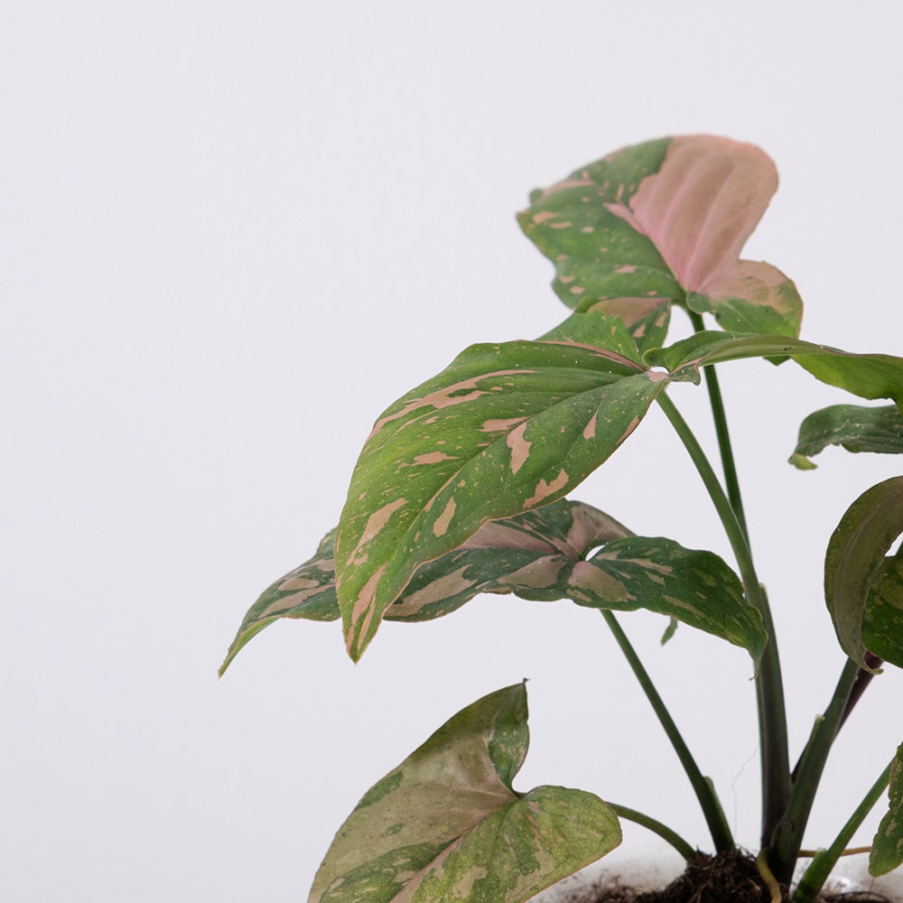 粉紅公主蔓綠絨 | 獨特又夢幻的外觀 | 室內植物