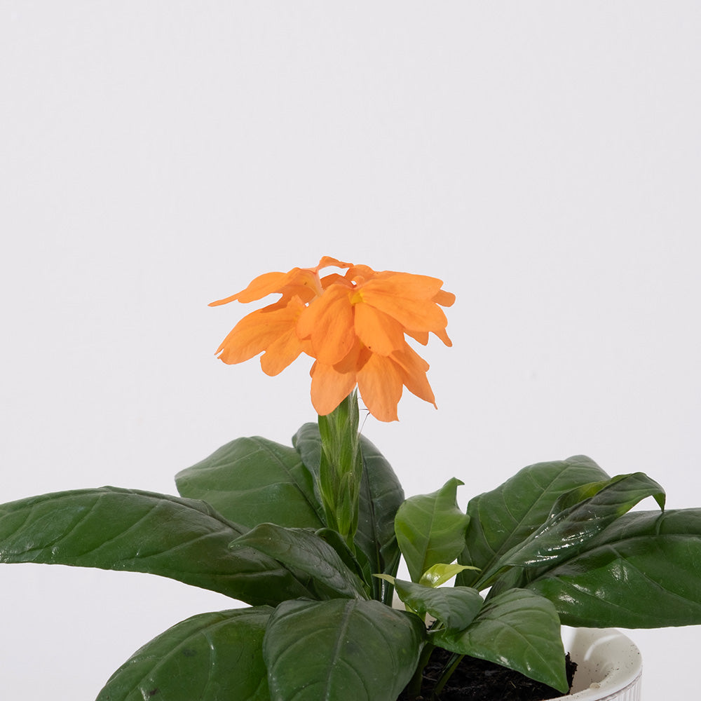 鳥尾花 | 花朵形似鳥尾 | 色彩鮮豔 | 陽光植物