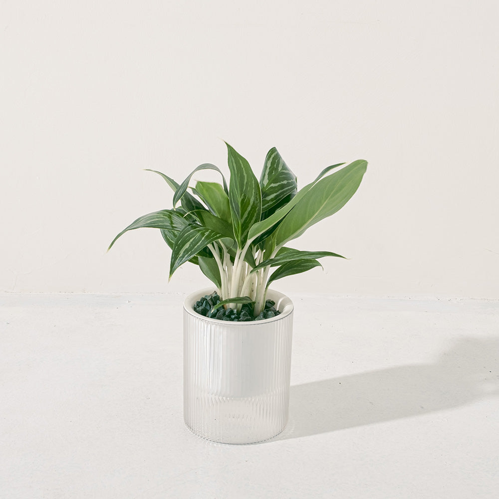 白馬粗肋草 | 水耕 | 白馬萬年青 | 無土栽培 | 室內植物