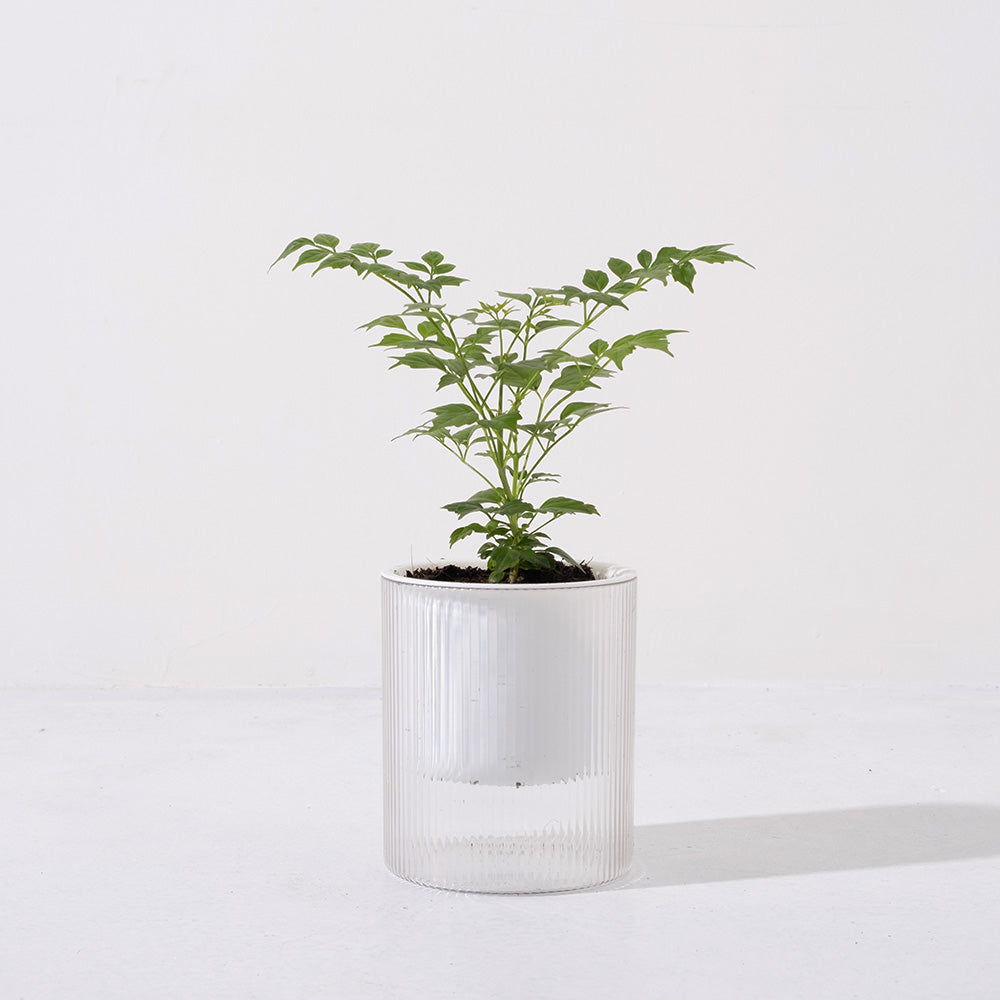 小葉進財樹盆栽 | 寵物友善 | 海南菜豆樹 | 招財植物 | 室內植物