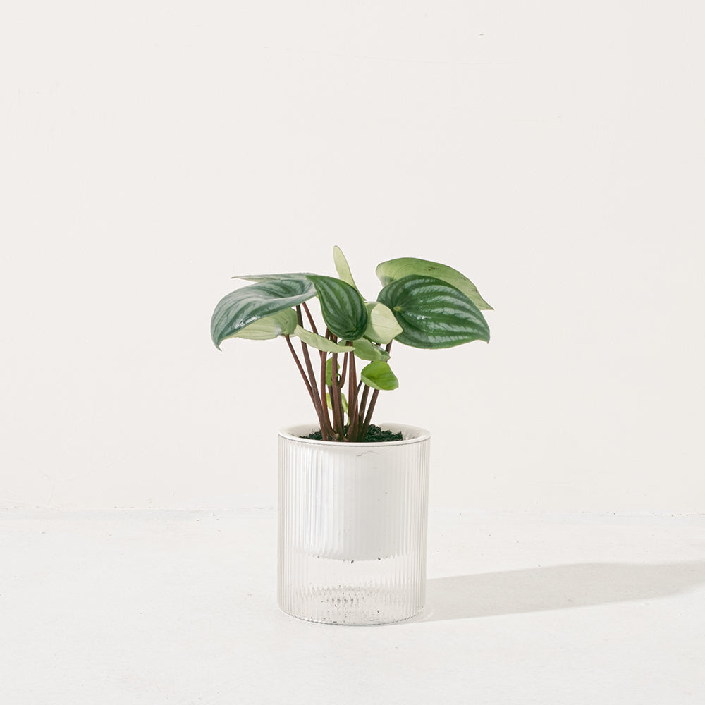 西瓜皮椒草 | 寵物友善 | 西瓜圖案的葉片 | 新手推薦植物 | 室內植物