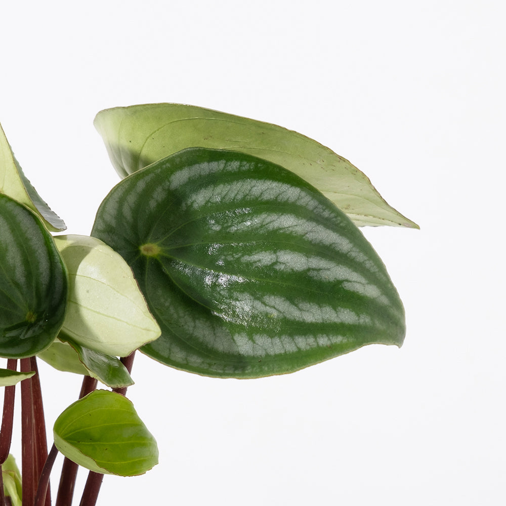 西瓜皮椒草 | 寵物友善 | 西瓜圖案的葉片 | 新手推薦植物 | 室內植物