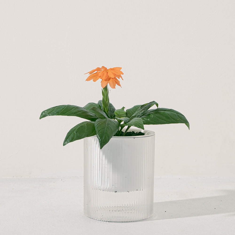 鳥尾花 | 花朵形似鳥尾 | 色彩鮮豔 | 陽光植物