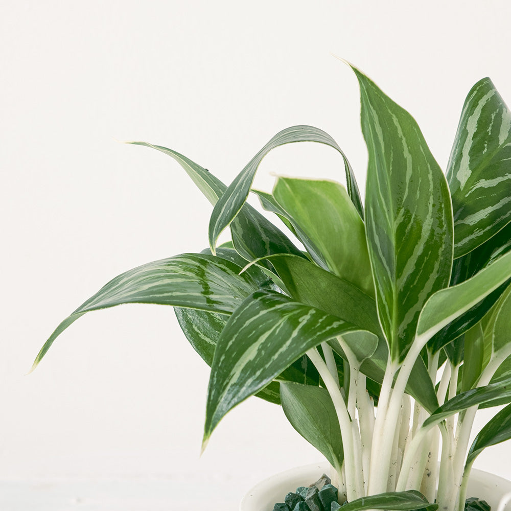 白馬粗肋草 | 水耕 | 白馬萬年青 | 無土栽培 | 室內植物