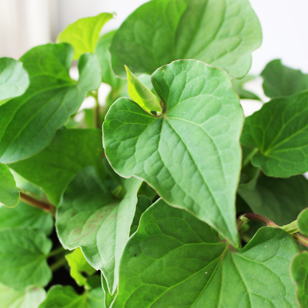 魚腥草 | 折耳根 | 搭配雞湯 | 陽光植物