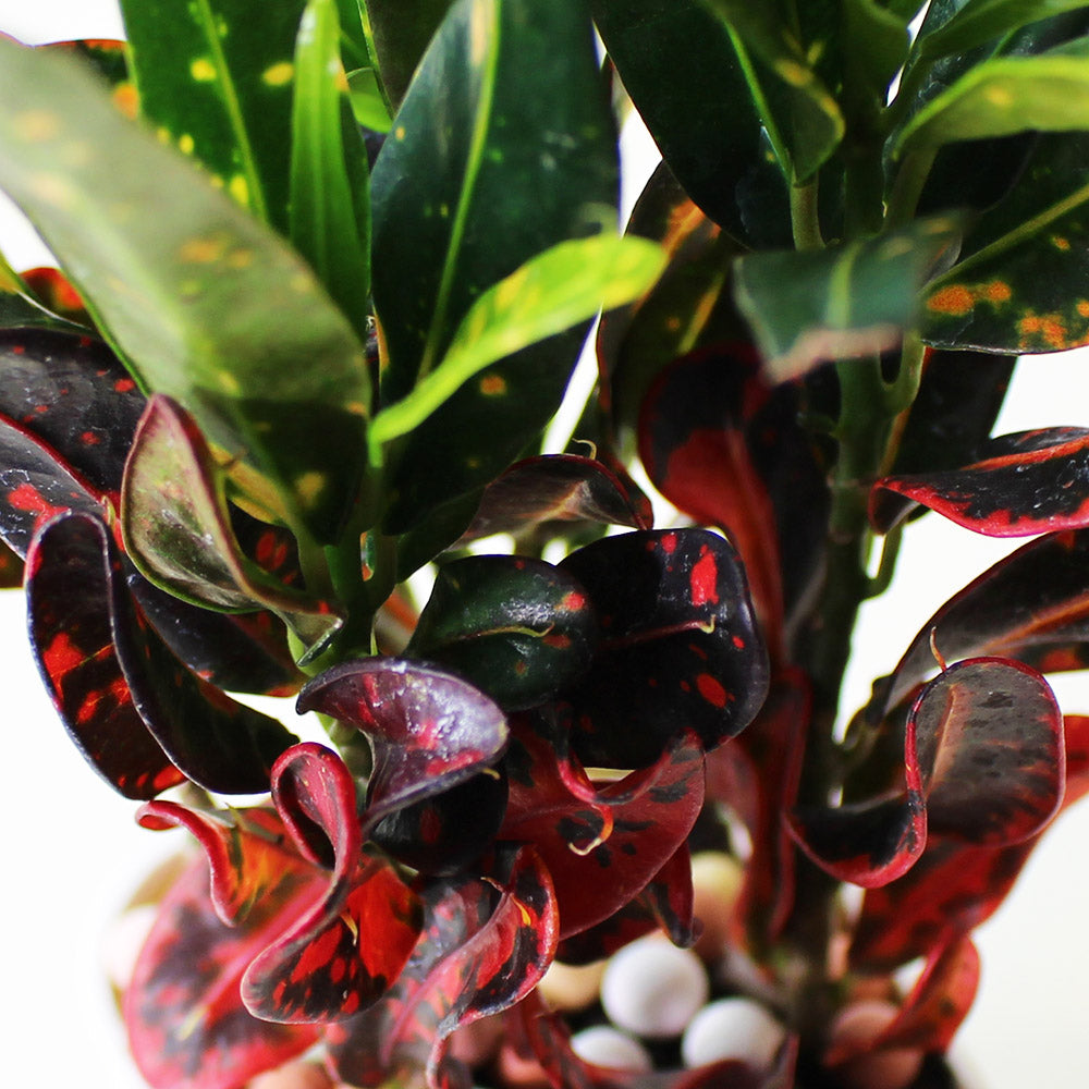 彩鑽變葉木|招財植物 | 室內植物