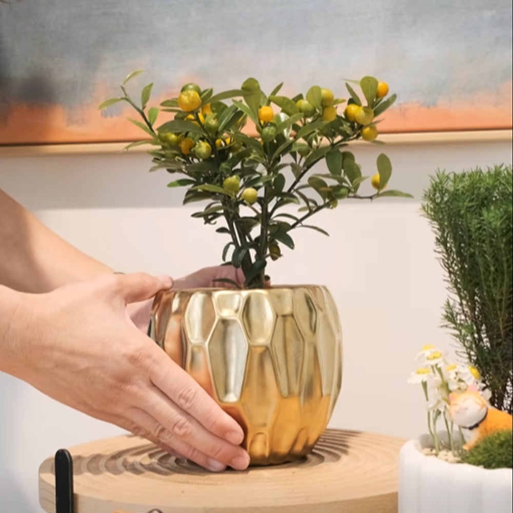 金豆| 山金橘| 金玉滿堂、大吉大利| 果實可以食用| 陽光植物– 森林有塊田