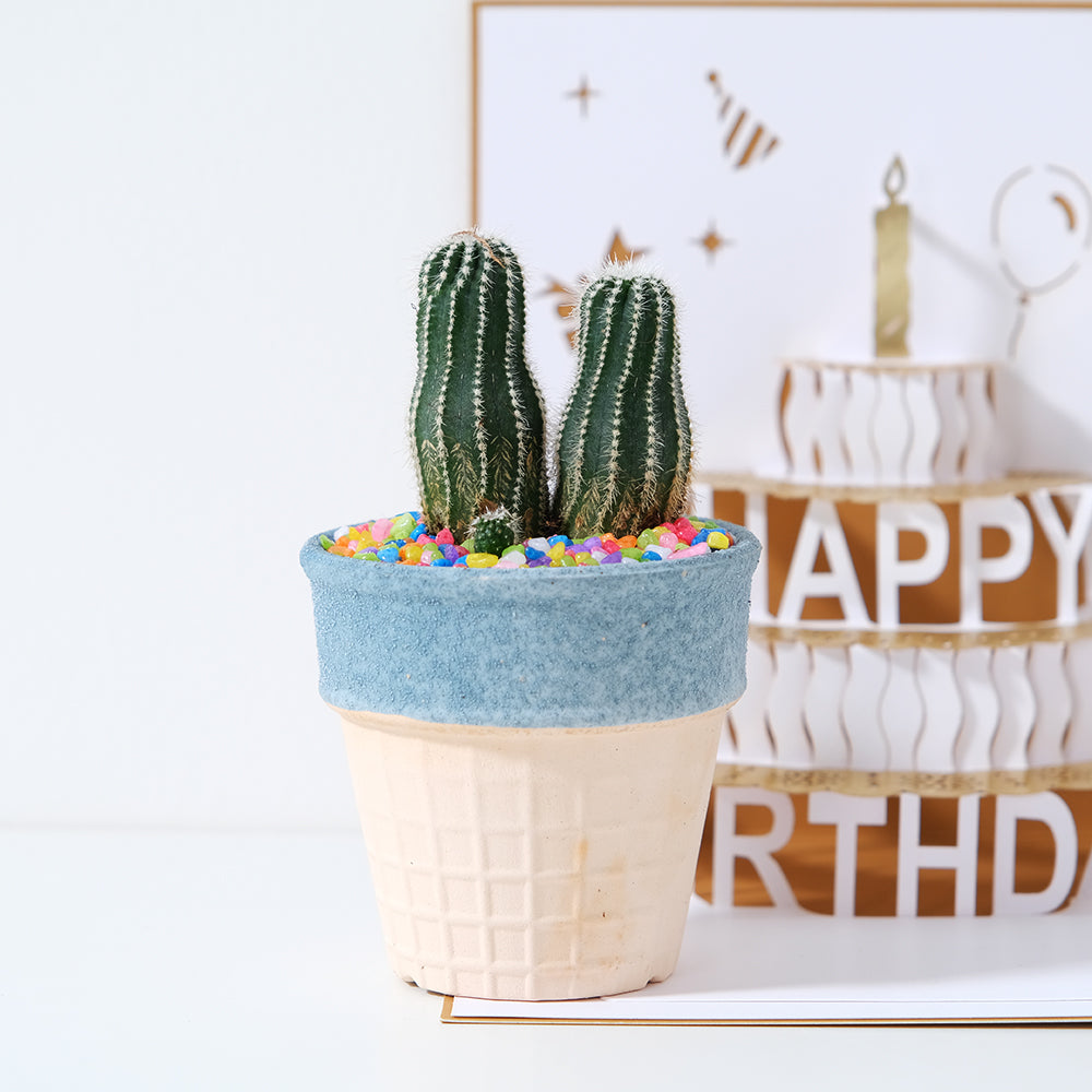 短毛丸 | 花很美的多肉植物 | 稍微耐陰 | 好照顧 | 陽光植物