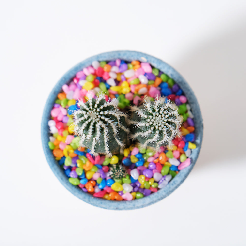 短毛丸 | 花很美的多肉植物 | 稍微耐陰 | 好照顧 | 陽光植物